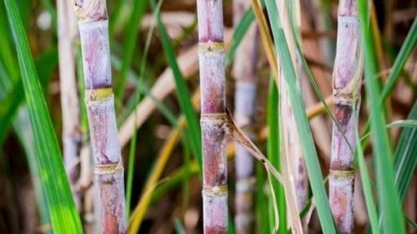 ANP divulga lista suja com 33 distribuidoras inadimplentes com o RenovaBio