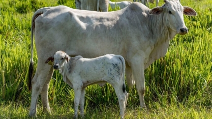 Abate de fêmeas sinaliza alta da carne bovina ao consumidor no 2º semestre