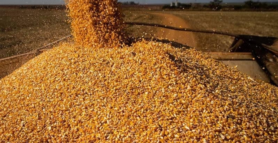 Preço do milho acumula queda de 41% em Mato Grosso