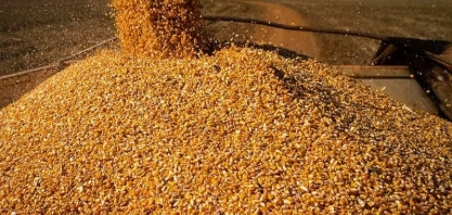 Preço do milho acumula queda de 41% em Mato Grosso