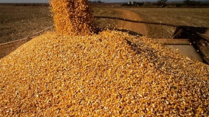Preço do milho acumula queda de 41% em Mato Grosso