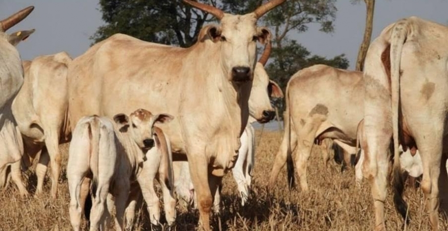 Pecuaristas do interior de São Paulo já sentem impacto de tarifaço de Trump