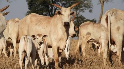 Pecuaristas do interior de São Paulo já sentem impacto de tarifaço de Trump