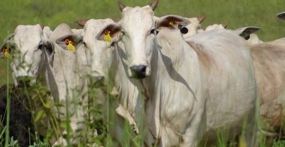 Ajustar o ciclo produtivo é a resposta à sobretaxa de 50% dos EUA