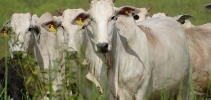 Ajustar o ciclo produtivo é a resposta à sobretaxa de 50% dos EUA