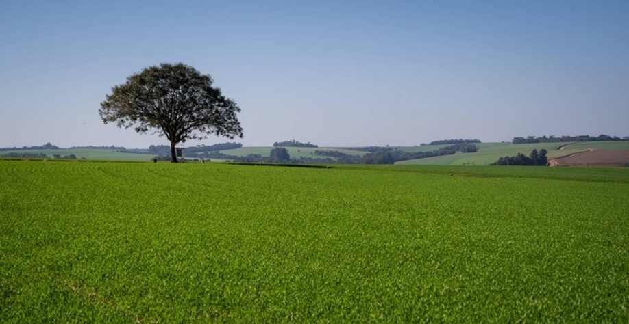 Plantio do trigo se encerra no Sul do Brasil com redução de área semeada