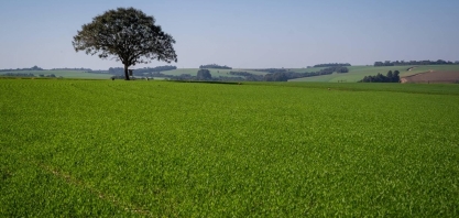 Plantio do trigo se encerra no Sul do Brasil com redução de área semeada