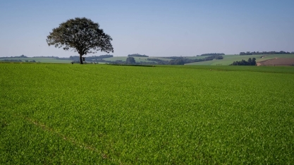 Plantio do trigo se encerra no Sul do Brasil com redução de área semeada