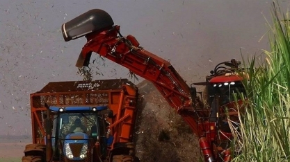 Moagem de cana caiu 12,9% na segunda quinzena de junho