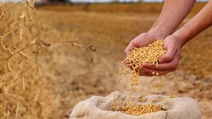PIB da cadeia da soja e do biodiesel deve crescer 11% no Brasil neste ano