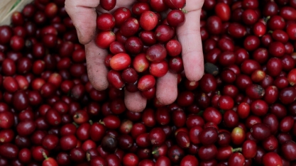 Preço do café arábica sobe 3,7% após taxas sobre Brasil e Indonésia 