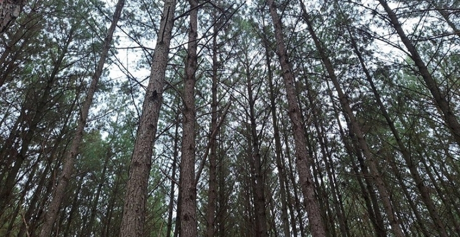 PR: Setor florestal alerta para fechamentos de empresas com tarifaço