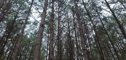 PR: Setor florestal alerta para fechamentos de empresas com tarifaço