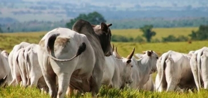 Preço da arroba do boi gordo segue movimento de baixa; confira cotações