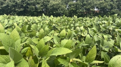 Soja tem como desafio aumentar a produção com maior proteção ambiental
