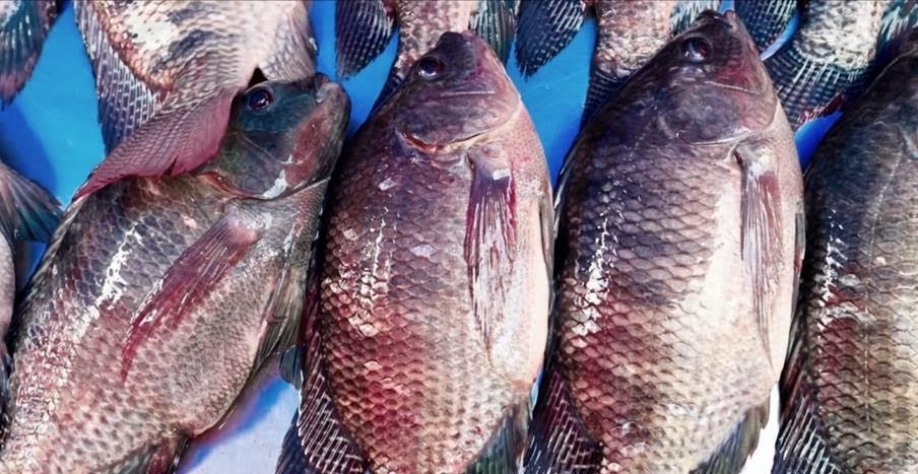 Tarifa dos EUA ameaça quase 90% das exportações de peixes do Brasil