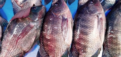 Tarifa dos EUA ameaça quase 90% das exportações de peixes do Brasil