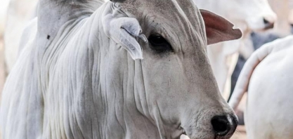 Preço do boi gordo: Veja os patamares em que a arroba foi negociada