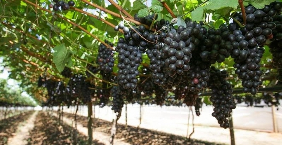 Tarifaço dos EUA impõe pior momento do ano para produtores de uva