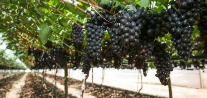 Tarifaço dos EUA impõe pior momento do ano para produtores de uva