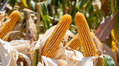 Preços do milho no Brasil estão nos menores patamares do ano