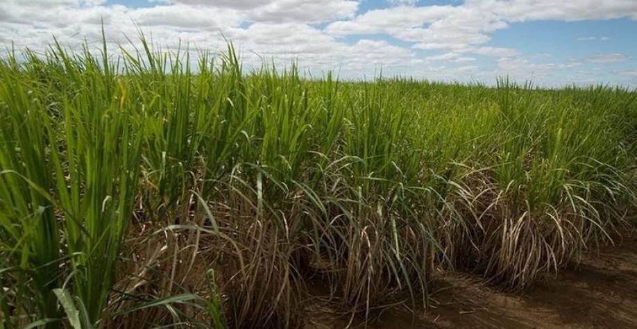 Produtividade menor dos canaviais derruba produção de açúcar por hectare