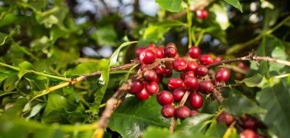 Café registra sexta queda consecutiva em Nova York