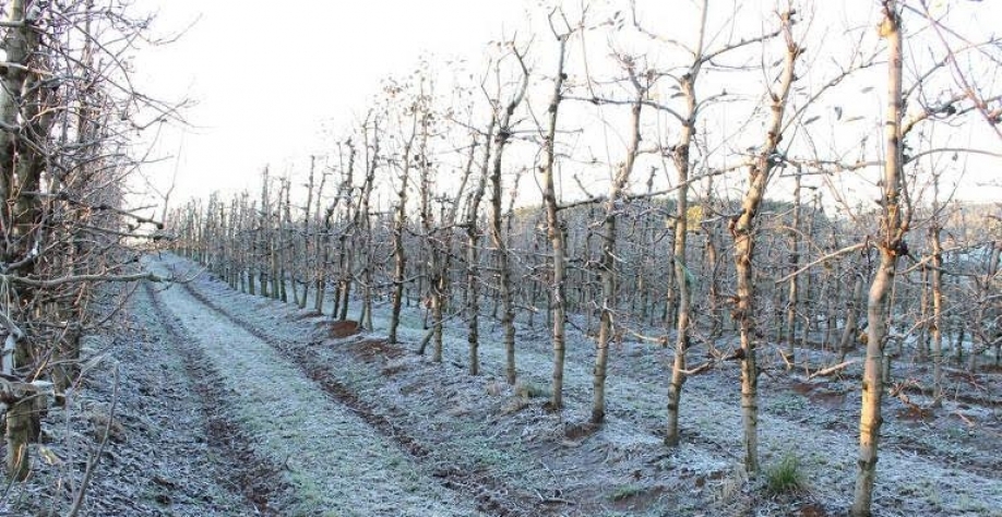 O inverno rigoroso faz bem para a produção de maçã na região Sul