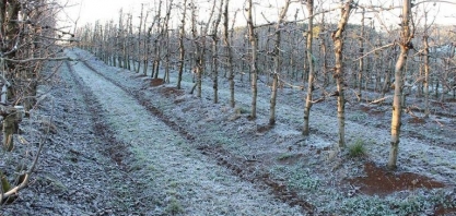 O inverno rigoroso faz bem para a produção de maçã na região Sul