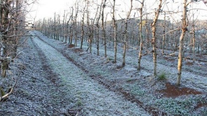 O inverno rigoroso faz bem para a produção de maçã na região Sul