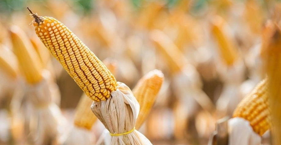 Milho cai em Chicago pressionado por perspectiva de aumento na oferta