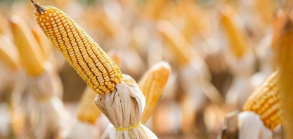 Milho cai em Chicago pressionado por perspectiva de aumento na oferta