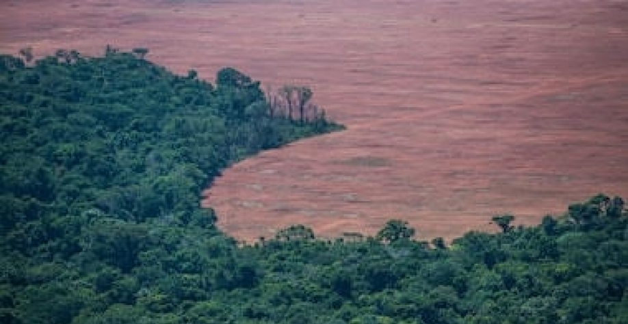 Soja cobre áreas de pastagens degradadas e avança mais de 20% na Amazônia
