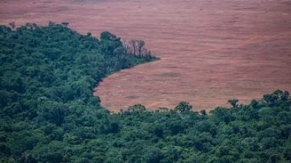 Soja cobre áreas de pastagens degradadas e avança mais de 20% na Amazônia