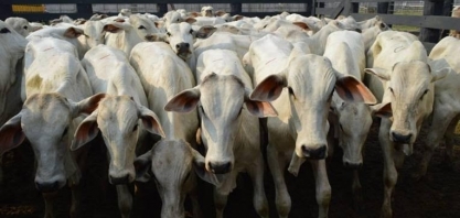 Boi gordo registra cotações estáveis nesta quinta-feira