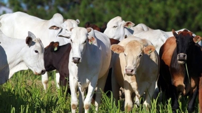 Preço da arroba do boi gordo é pressionado por tarifas; veja cotações