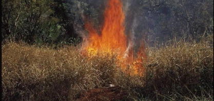 SP proíbe queima da palha de cana quando umidade estiver menor que 20%
