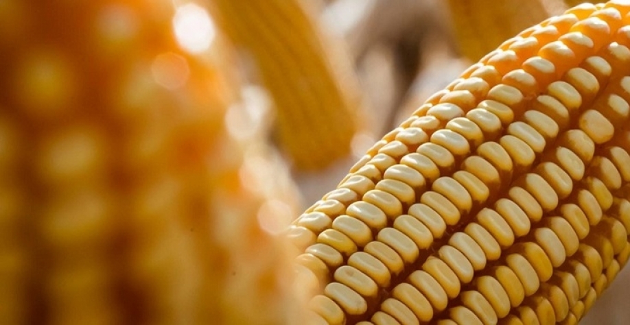 Preço do milho sobe em Chicago com demanda firme pelo cereal dos EUA