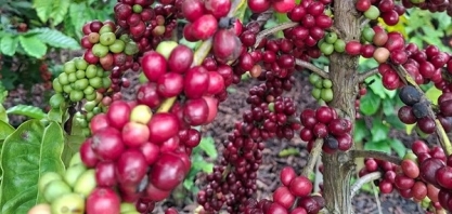 Quase metade das exportações ficam isentas, calcula a Amcham Brasil