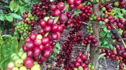 Quase metade das exportações ficam isentas, calcula a Amcham Brasil