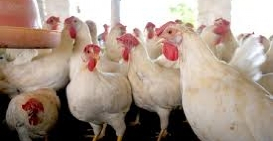 Arábia Saudita e Chile retomarão importações de aves do Brasil