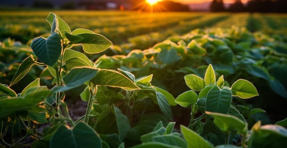 Se fosse um país, Mato Grosso seria o 3º maior produtor mundial de soja