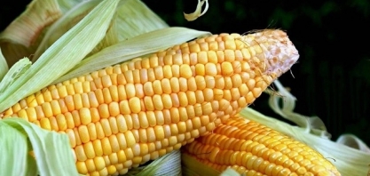 Conversa bioquímica no milharal faz plantas resistirem a doenças