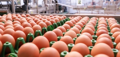Brasileiro consome 288 ovos por ano e está no topo dos dez mais do mundo