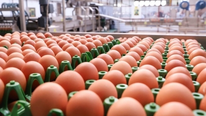 Brasileiro consome 288 ovos por ano e está no topo dos dez mais do mundo