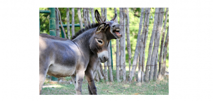 Cana: “Pronunciamento” do presidente sub judice Tirso Meirelles da Faesp