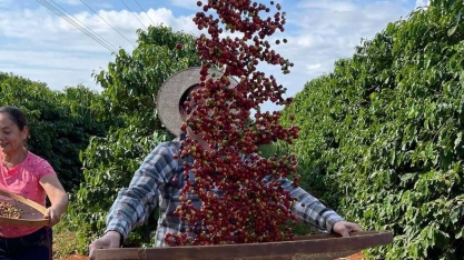 Preocupação com oferta aumenta e café dispara em Nova York