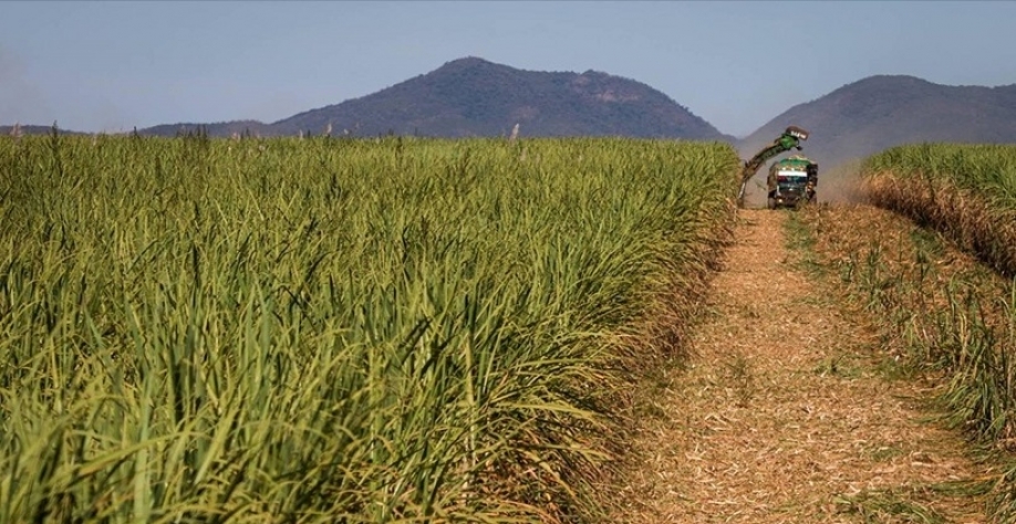 Safra de cana no Nordeste deve cair 5% em 2025/26