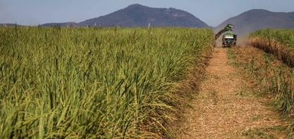 Safra de cana no Nordeste deve cair 5% em 2025/26