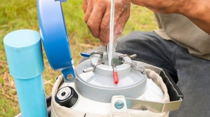 Mercado de genética bovina avança com recorde na produção de sêmen